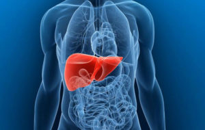 Read more about the article The importance of the liver and how liver detox tea supports the liver